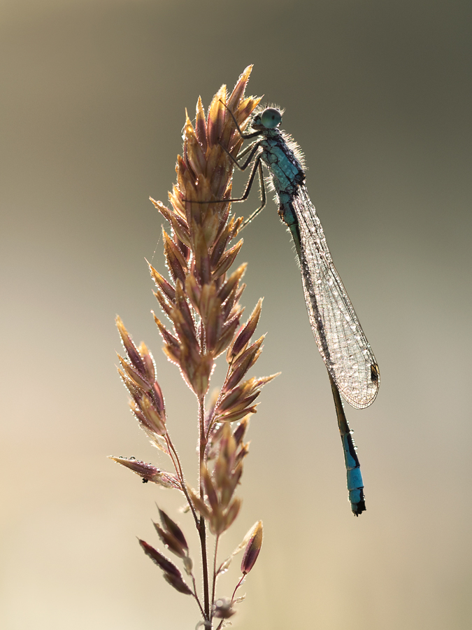 Blue-Tailed Damselfly 1